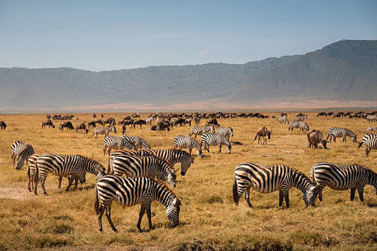 Herds of zebra and wildebeest on golden plains