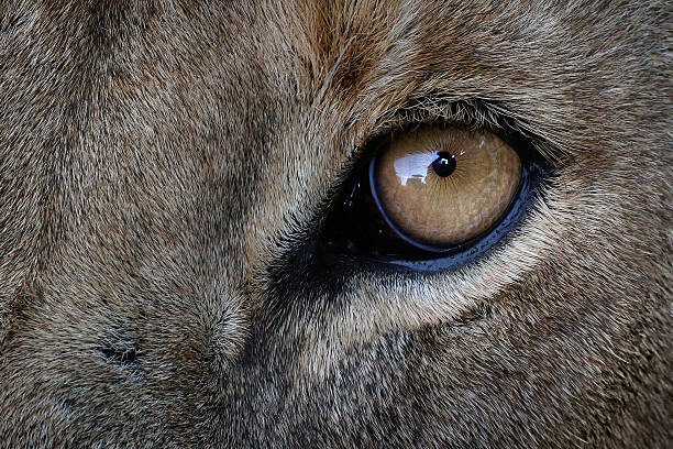 Detailed close-up of a lion's eye