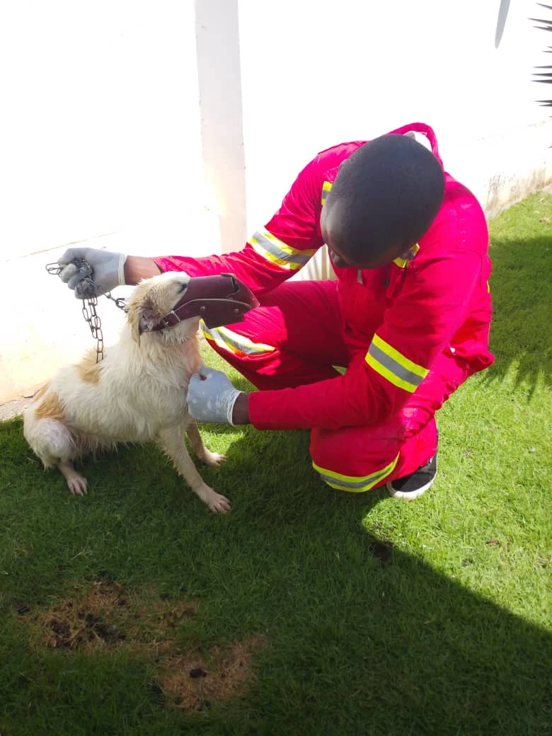 James Thadeus Mramba attending to a dog outdoors
