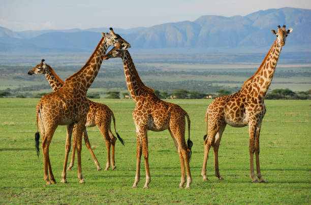 A tower of giraffes on the green Tanzanian plains